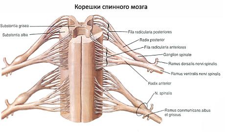 חוט השדרה 