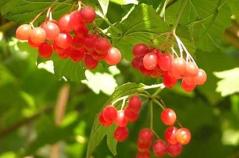 העור עם דרמטיטיס על הרגליים גם לרפא Viburnum