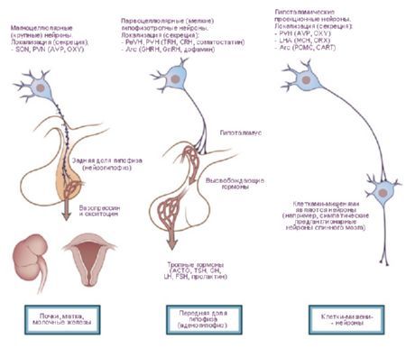 היפותלמוס.  שלושה סוגים של תאים neurosecretory של ההיפותלמוס.