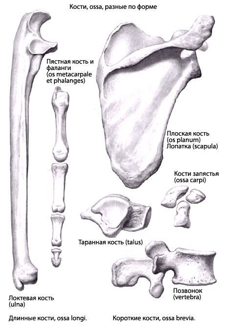סוגי עצמות
