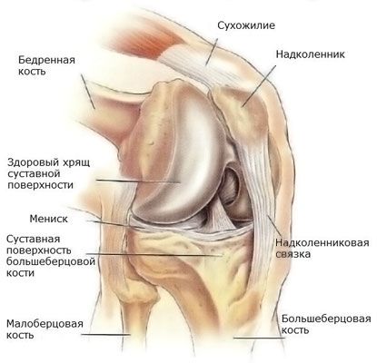 המניסקוס של מפרק הברך