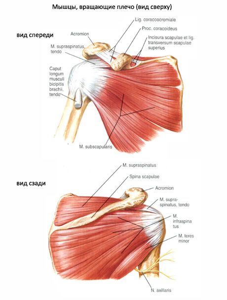 שרירי ושרירי תת-שרירים
