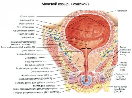 שלפוחית השתן (vesica urinaria)
