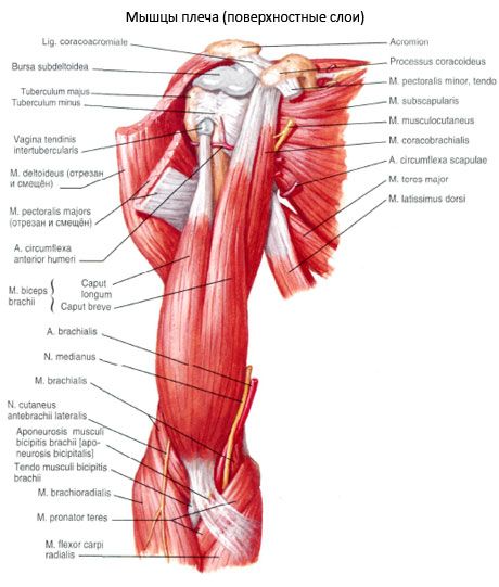 שריר השרירי (m.coracobrachialis)