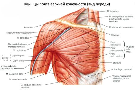 שרירי חגורת הכתף