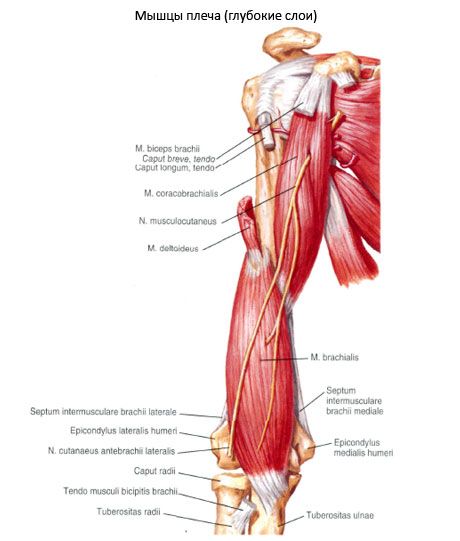 שריר השרירי (m.coracobrachialis)