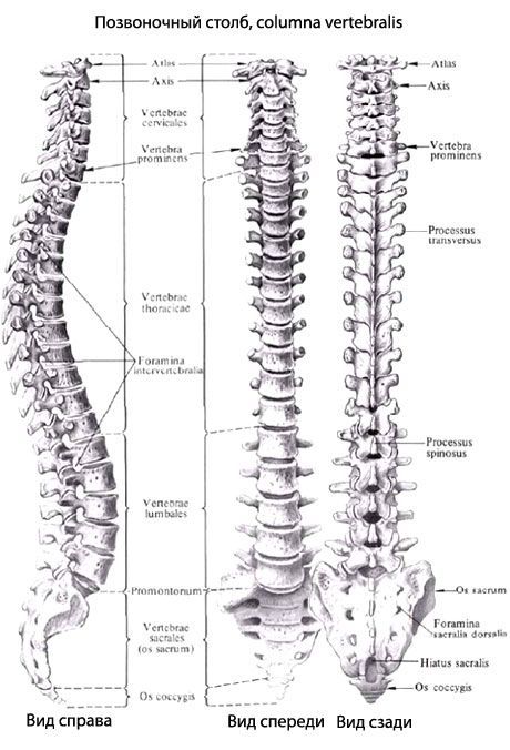עמוד השדרה (עמוד השדרה)