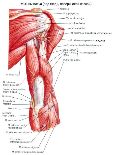 השריר התלת-ראשי של שריר התלת-ראשי (triceps pecula)