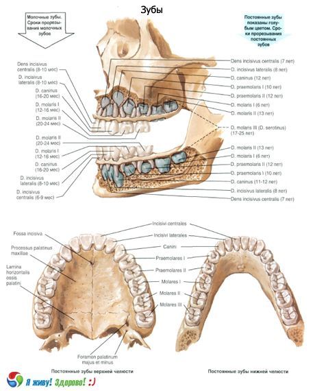 שיניים.  מבנה השן